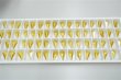 画像1: ◆シート◆8762 MM25,0X14,0 ライトトパーズ●64粒● (1)