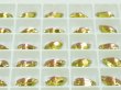 画像2: 70％OFF/二枚目要確認 DZ4065 リボリ ローズ(209) (2)